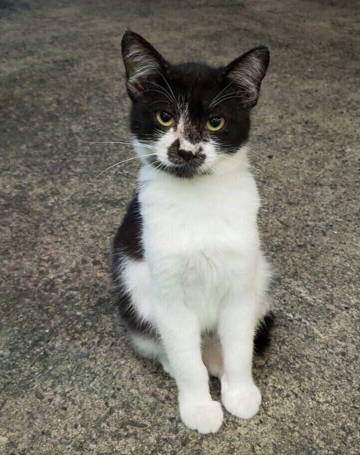 地面に座ってこちらを見る猫