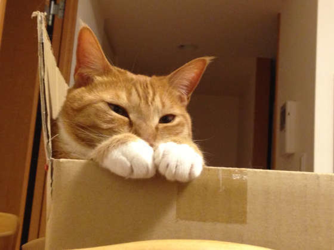 おもしろい ニャン語 ランキング 僅差で第1位に輝いたのは ねこのきもちweb Magazine おもしろい ニャン語 ランキング 僅差で第1位に輝いたのは ねこのきもちweb Magazine