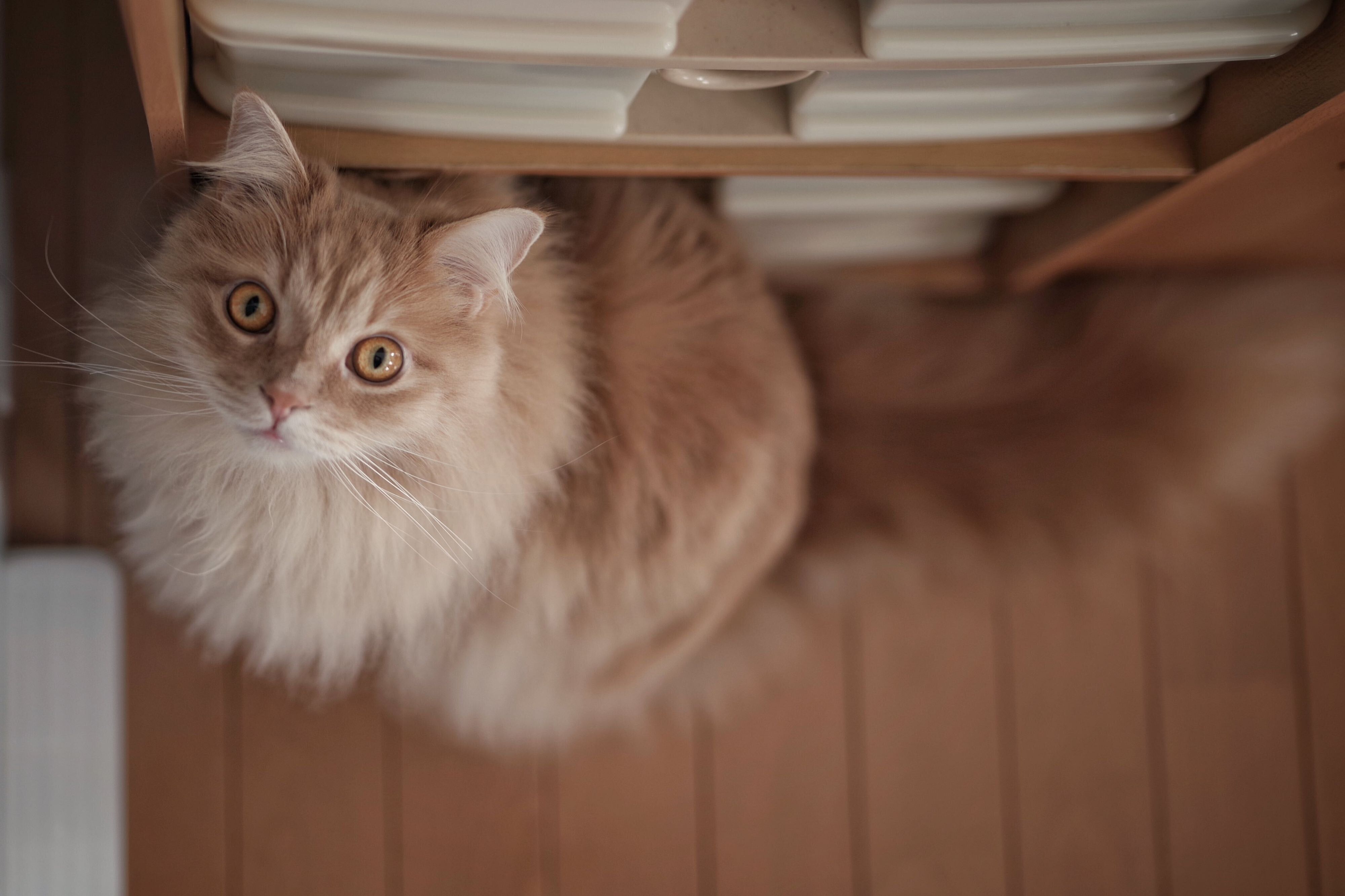 見つめる紬くん