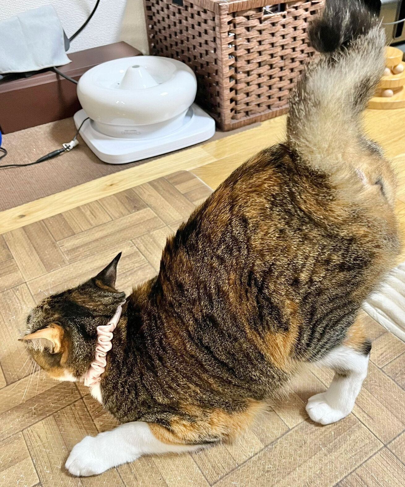 「おしりトントン」を要求するナナちゃん