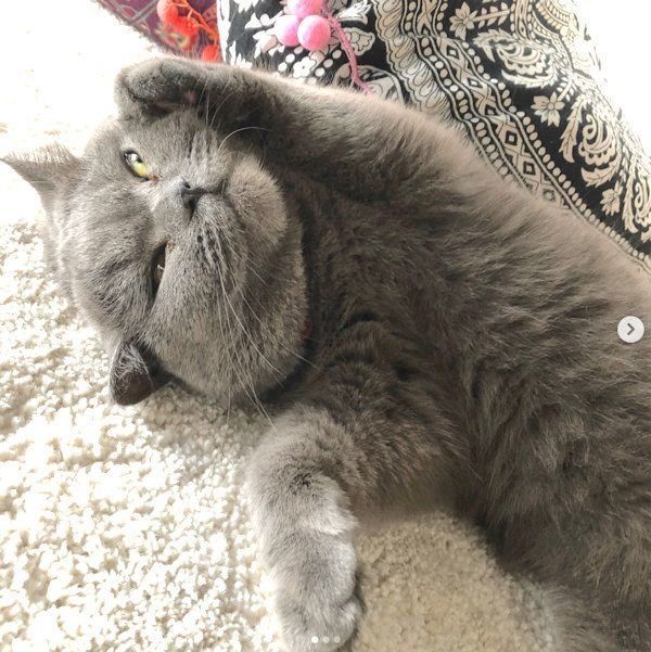 元保護猫・ブリティッシュショートヘアのルナ子ちゃん