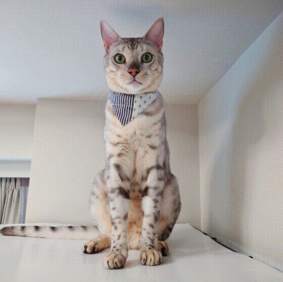 見つめるベンガル