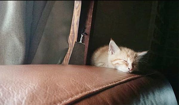 眠る子猫