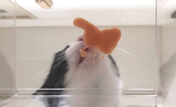 ちゅ〜るを食べるむーくん