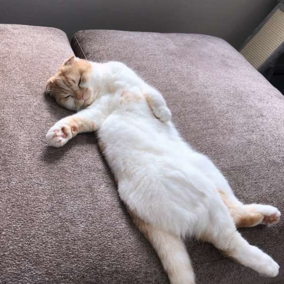 ソファの上でお腹を出す猫