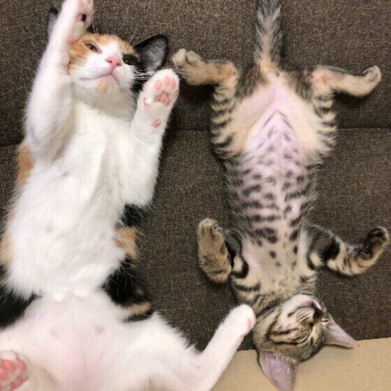 マンチカンのれのちゃんたち♪