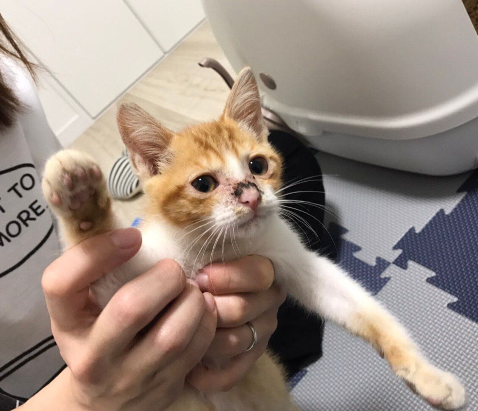 家族に迎えたばかりのころの卍丸くん。
