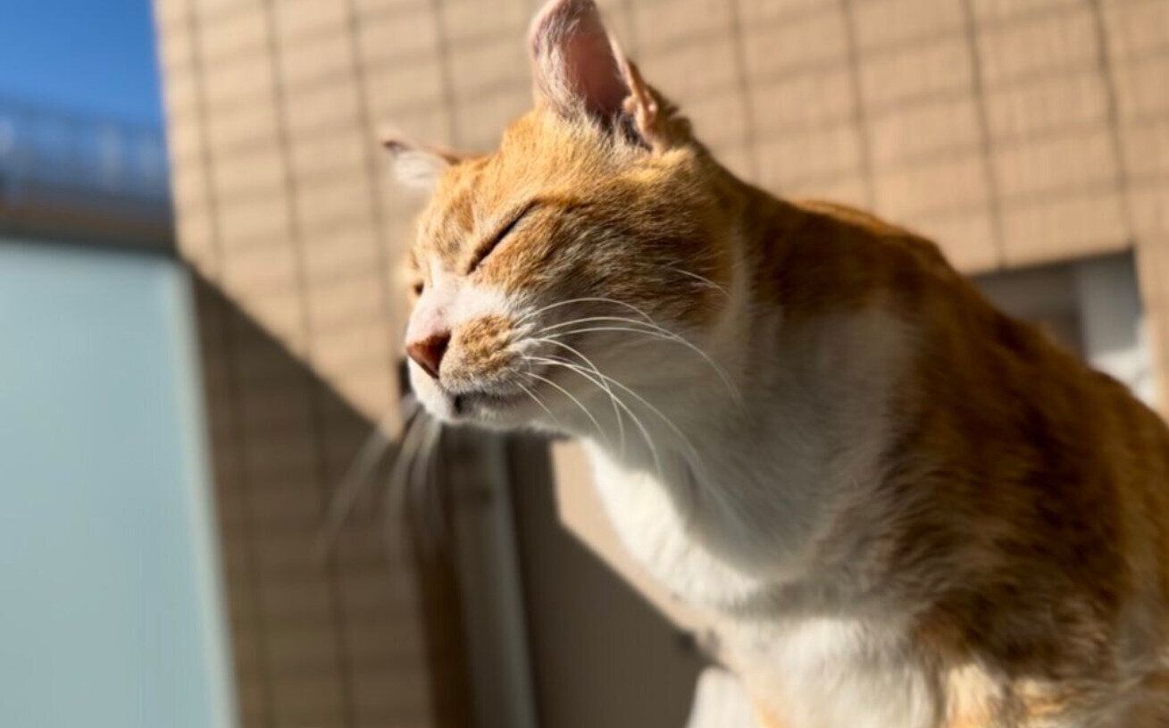 お日様を浴びて心地よさそうなこたろうくん