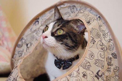 猫部屋にテント置いたら思ったより林間学校だこれ