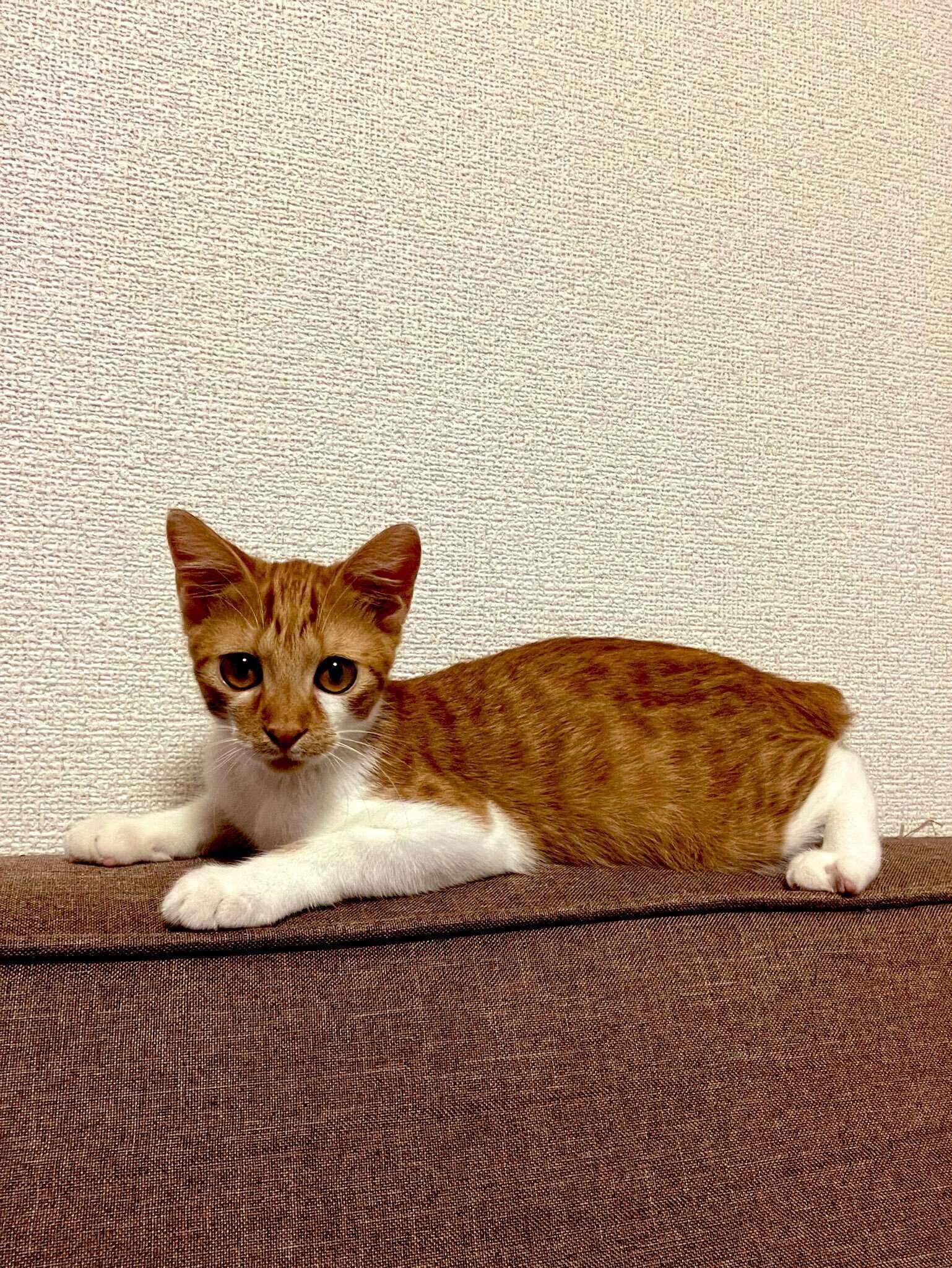 飼い主を見る子猫