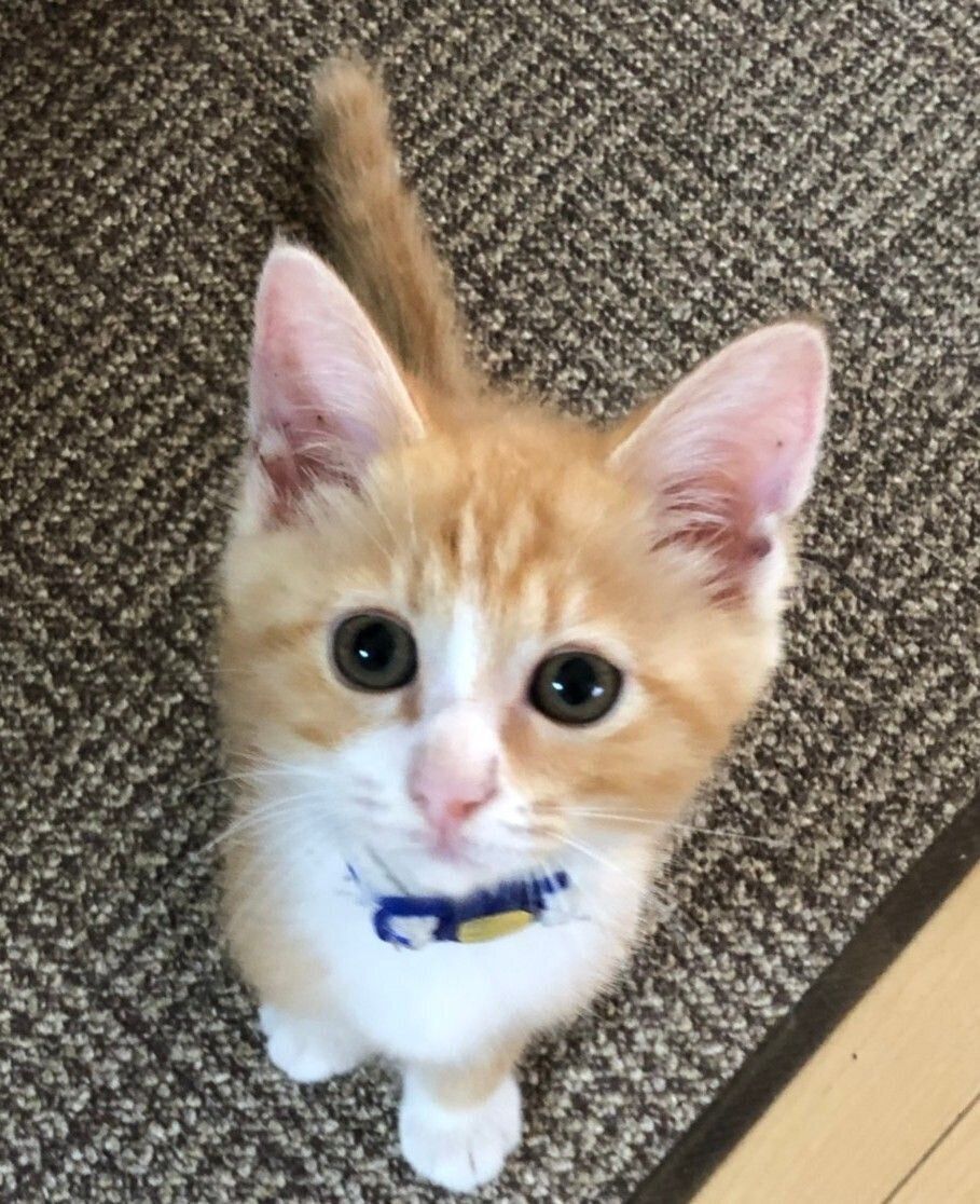 飼い主を見上げる子猫
