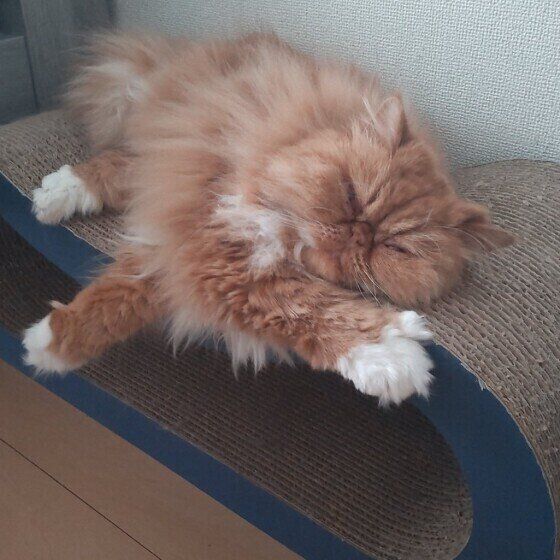 エキゾチックショートヘアのハルちゃん