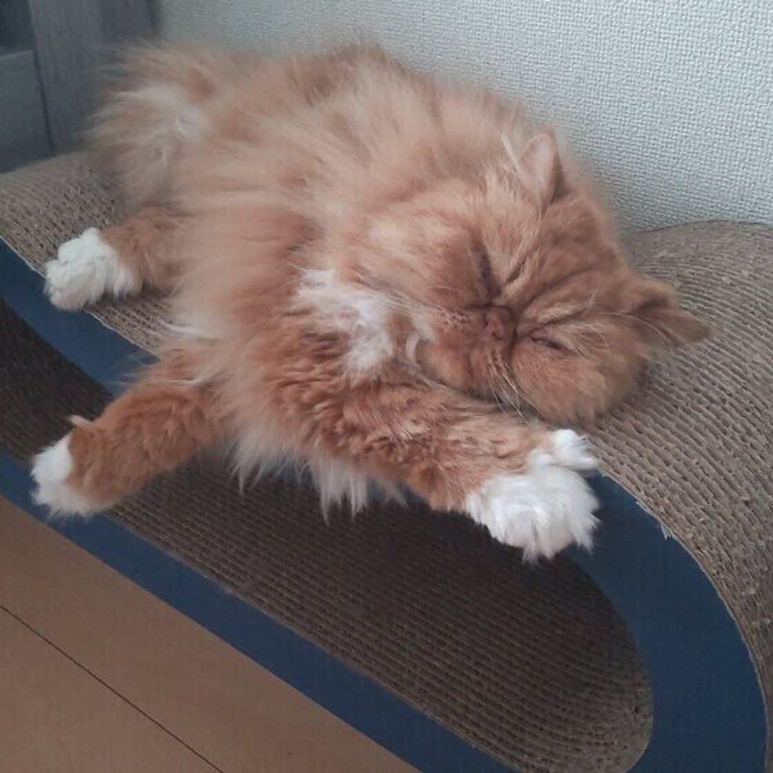 愛猫と一緒に寝ている飼い主は7割 寝るときの注意点とは ねこのきもちweb Magazine 愛猫と一緒に寝ている飼い主は7割 寝るときの注意点とは ねこのきもちweb Magazine