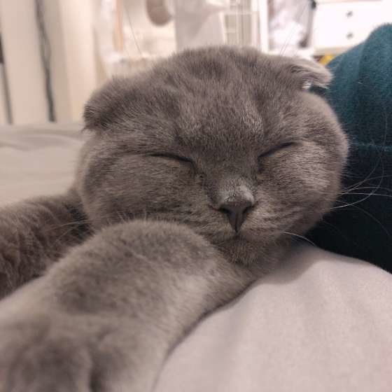 眠るスコティッシュフォールド