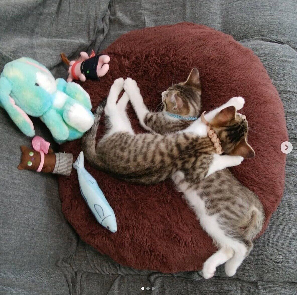 重なって眠るもなかくん、きびちゃん