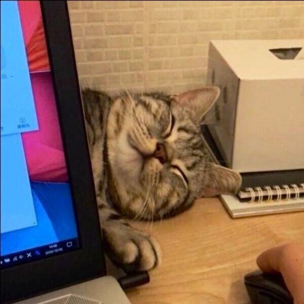 パソコンの後ろで気持ち良さそうに眠るあんこくん