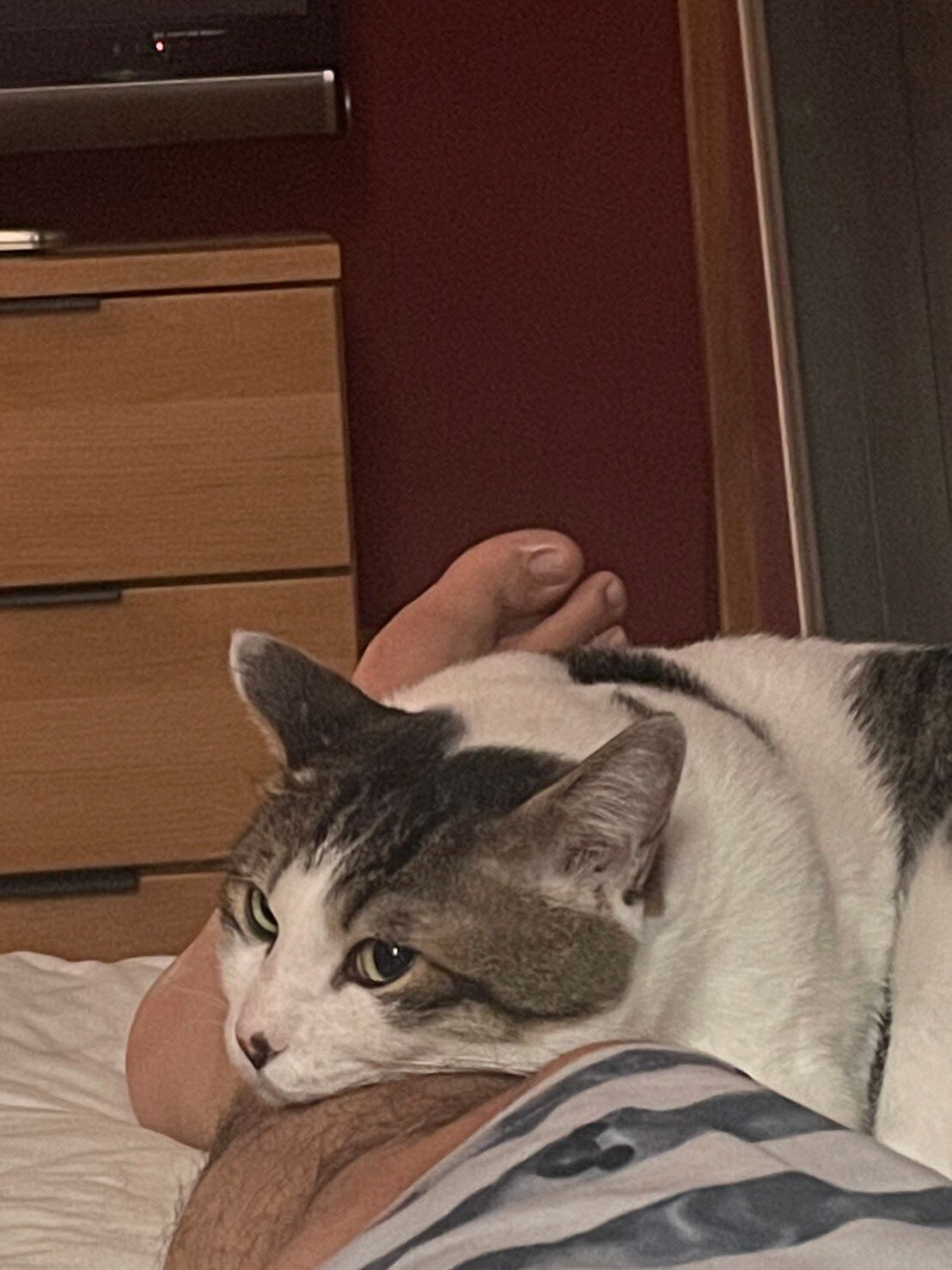 飼い主の夫の足に顎を乗せている猫
