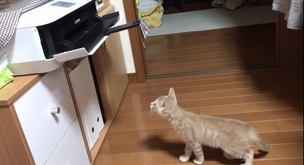 プリンターを見る猫