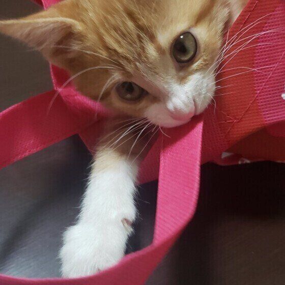 MIX　キジトラ　マイケル 