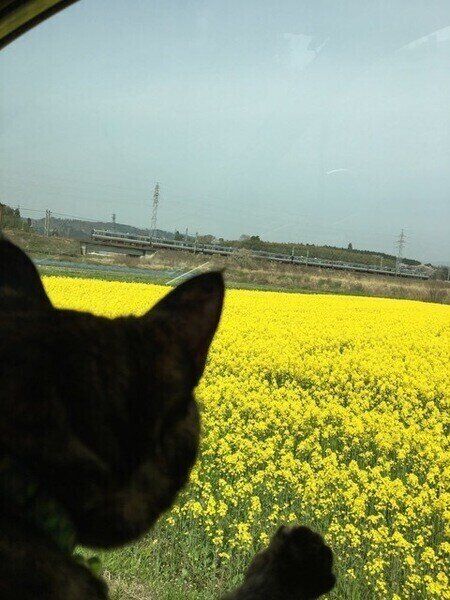 車窓に広がる菜の花畑を食い入るように見る小麦ちゃん