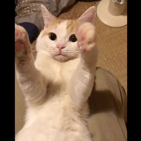 飼い主さんの膝の上でまったりするちくわくん