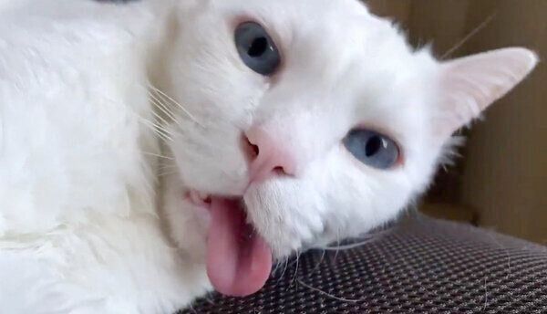 舌を出すセツちゃん