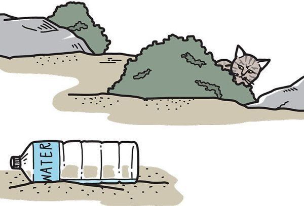 ペットボトルを警戒する猫