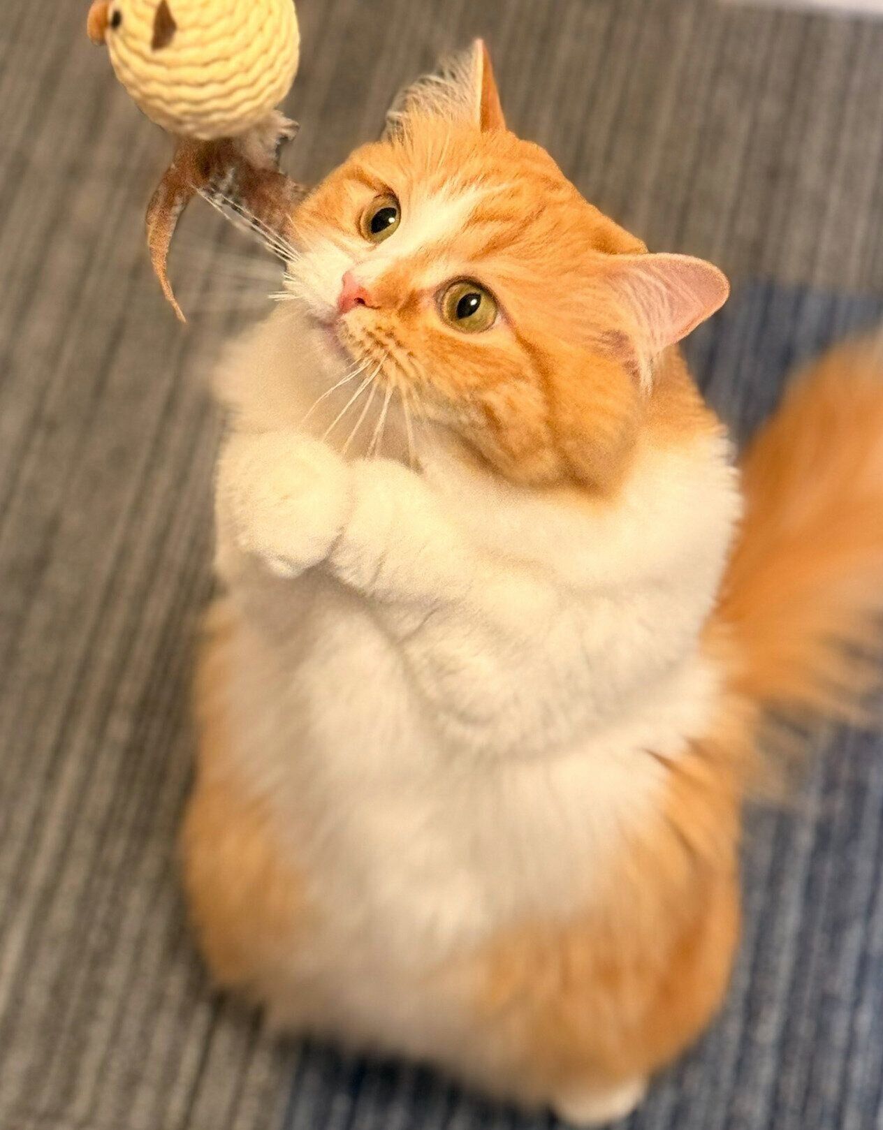 2本足で立つこばんちゃん。