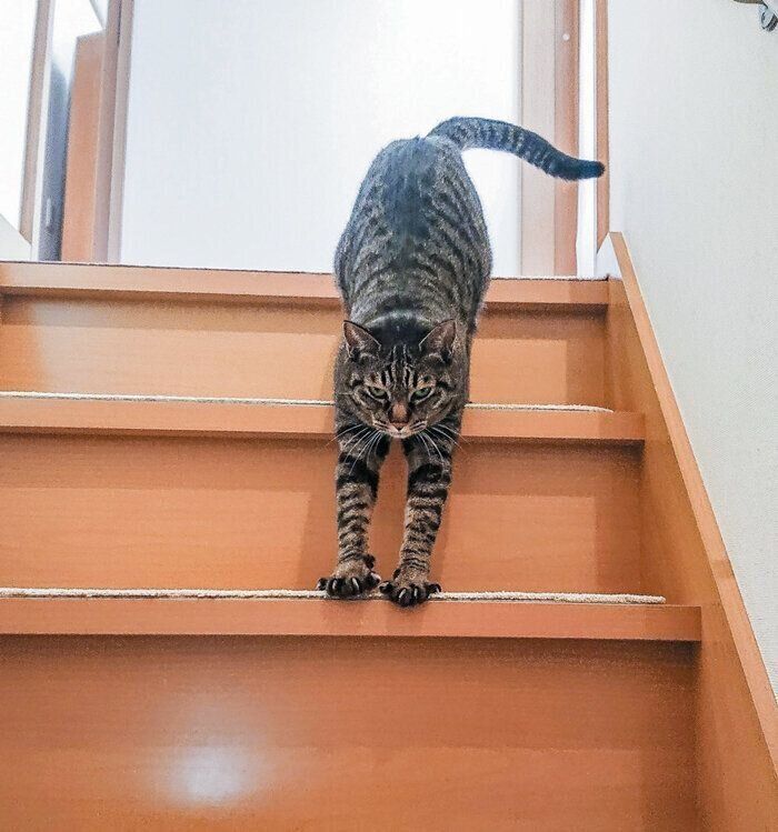 階段でノビをする猫