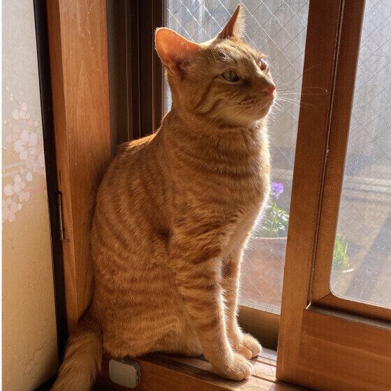 窓際のチャメちゃん