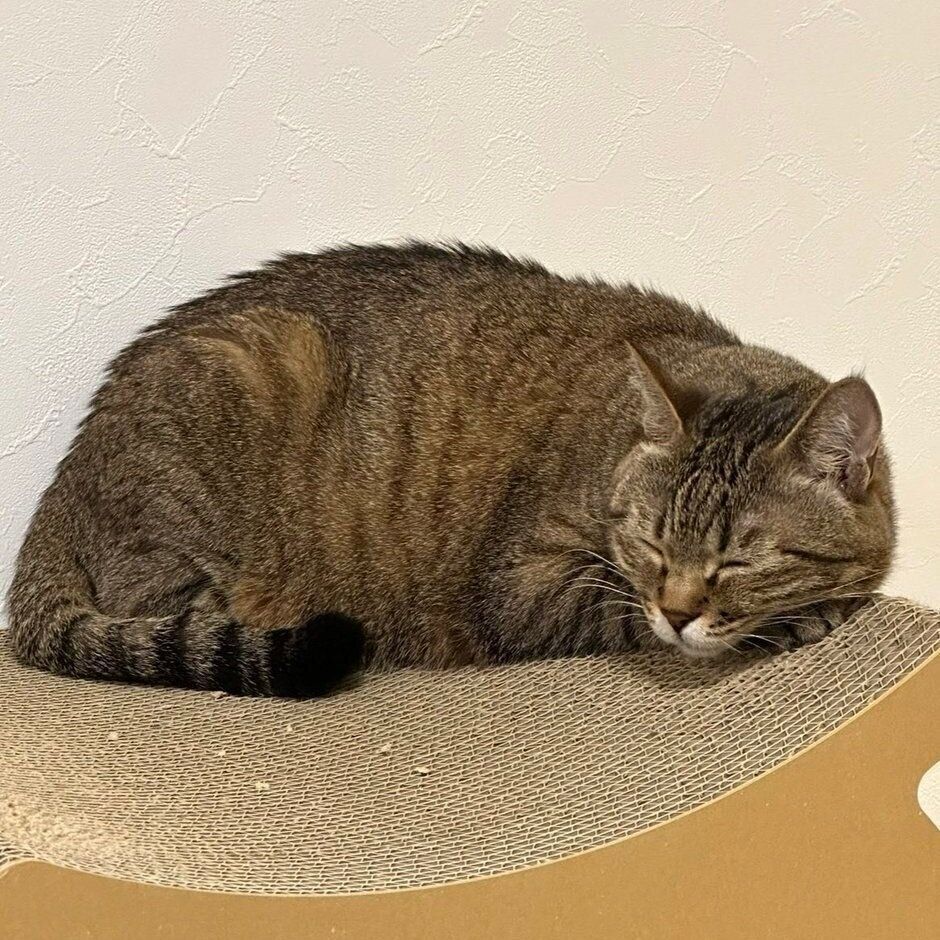 爪とぎの上で丸くなるにこちゃん