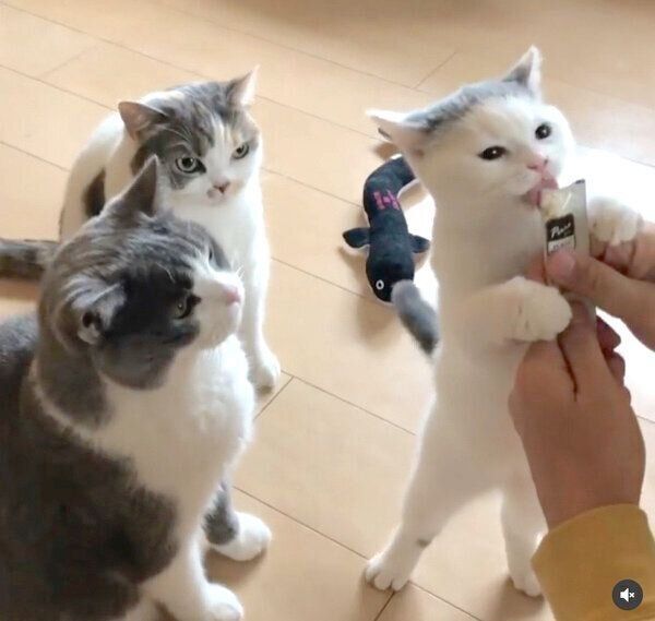 ちゅ〜るを食べるカツヲくんと、見つめるドラ千代くんとねね子ちゃん