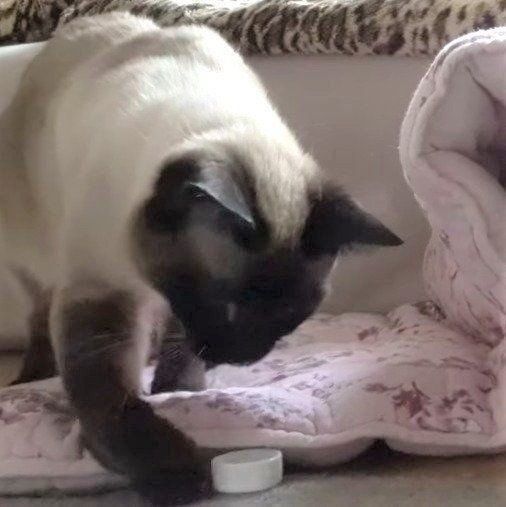 フタで遊ぶ、わらびちゃん