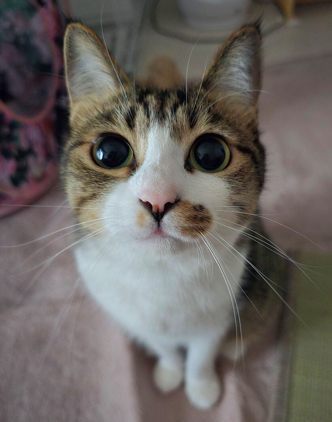 見つめるまりもちゃん