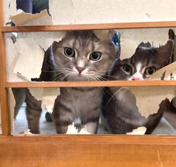 隙間から見つめてくるまんぼうくん、くつ下くん