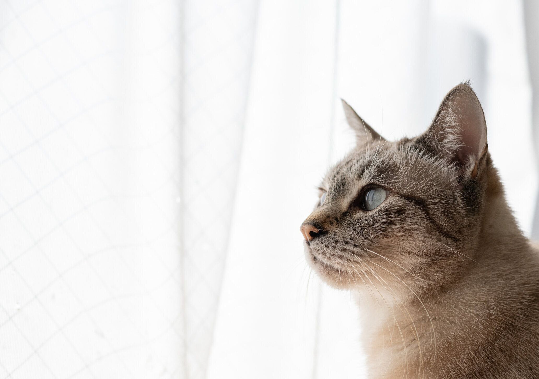 じっと見つめる猫の横顔