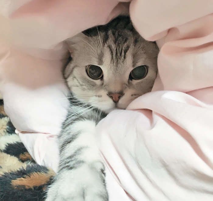 布団にくるまる猫