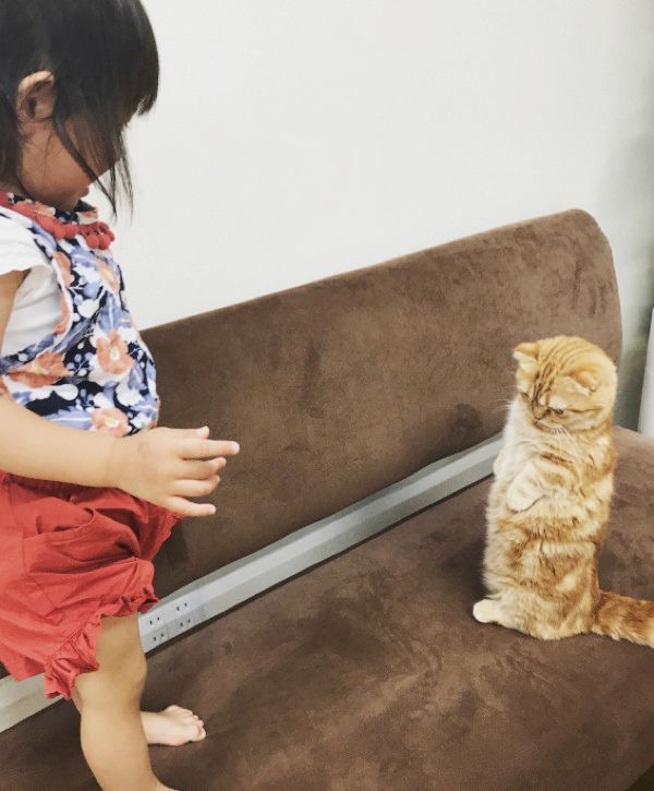 女の子と背くらべする猫