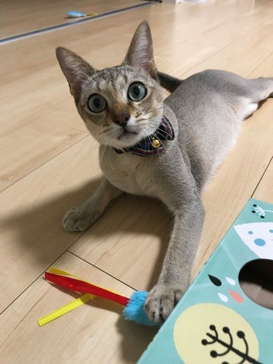 おもちゃで遊ぶ空くん