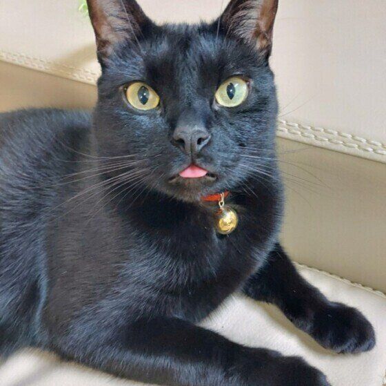 カメラ目線の猫（ボンベイ、オス）