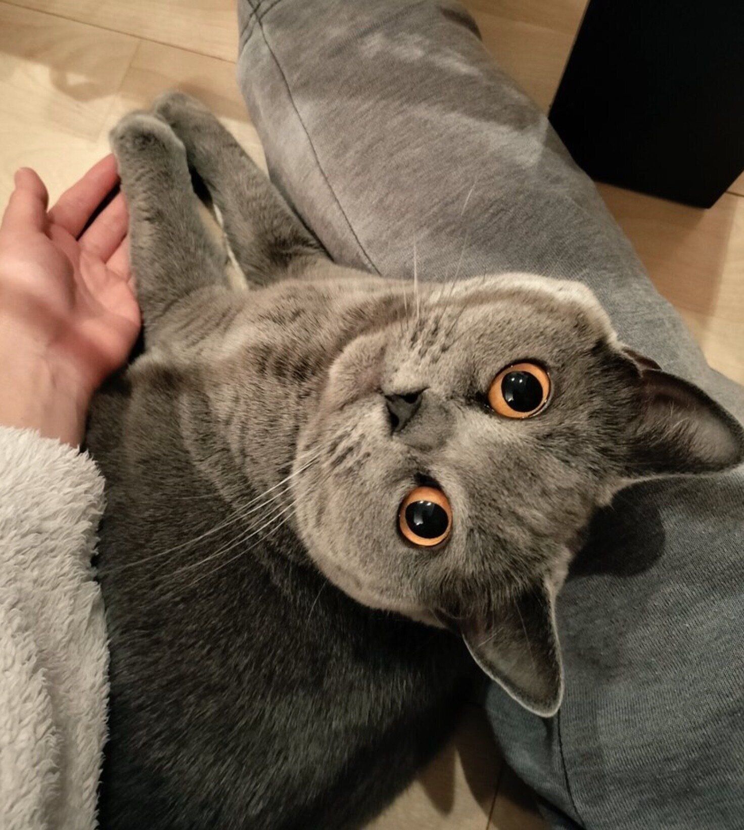 飼い主さんにくっつくハラミちゃん