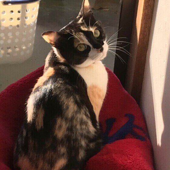 振り返って見つめる猫（メス、MIX）