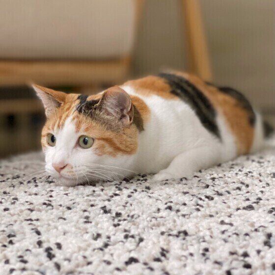 お尻をフリフリするミケ猫