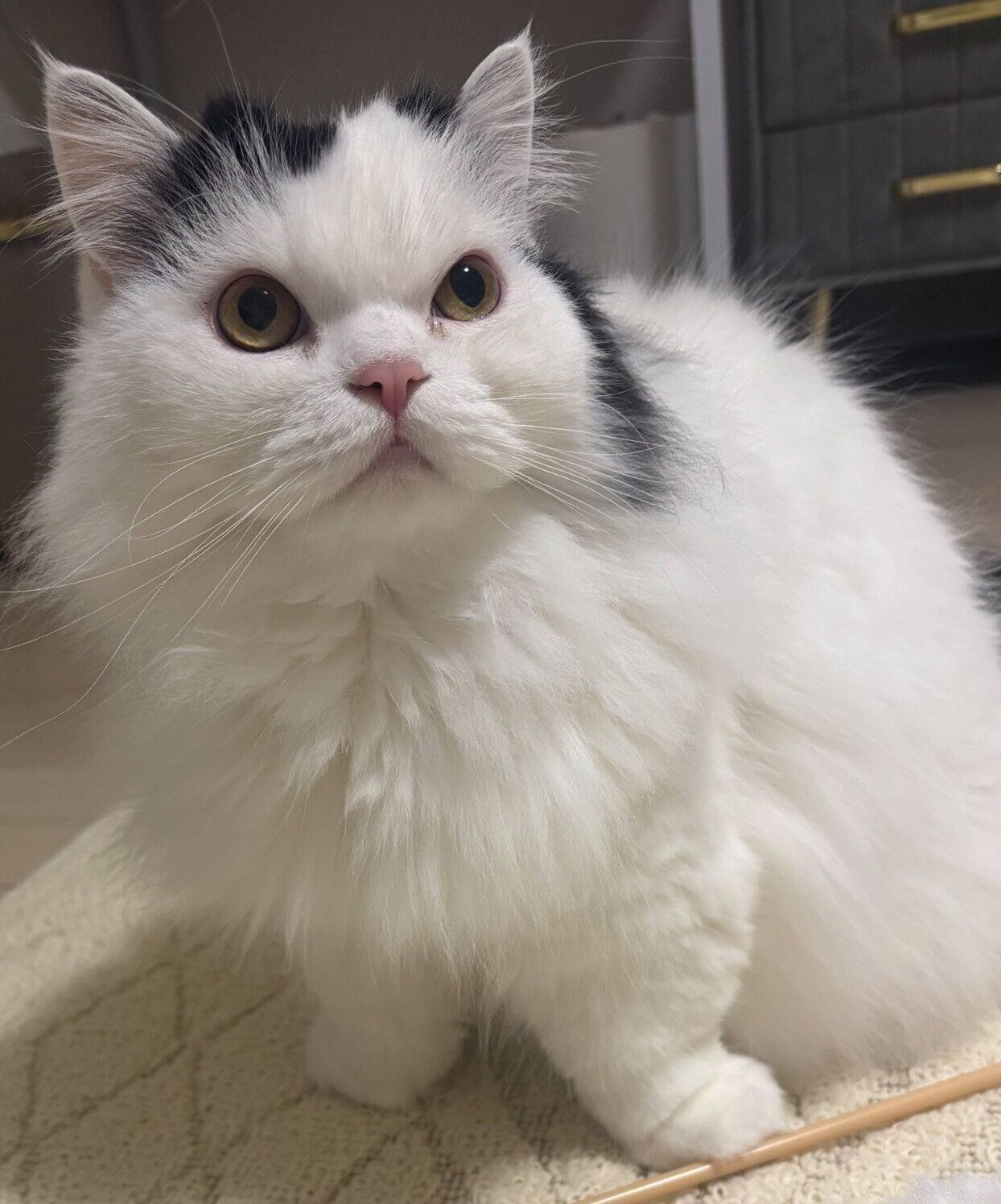 成長したしゃちくん