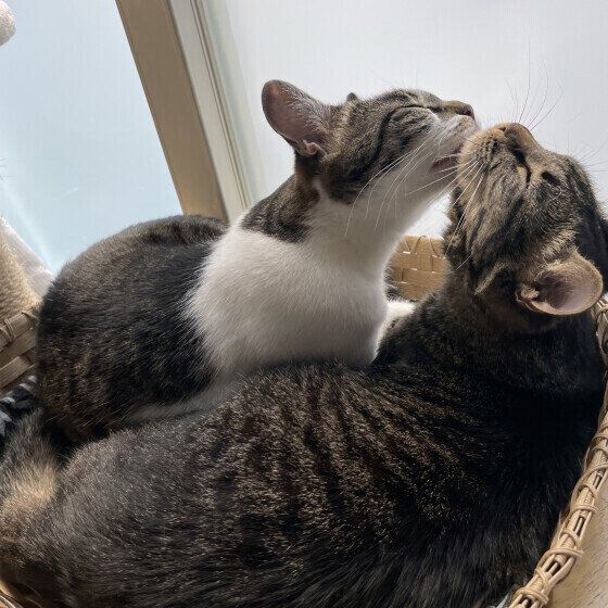 顔をくっつける愛ちゃんたち