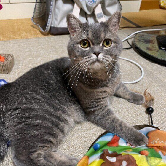 スコティッシュフォールドの実夕ちゃん♪