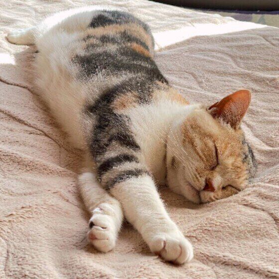 お昼寝中のスコティッシュホールドのモモちゃん