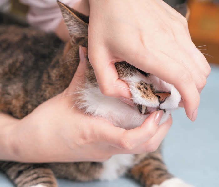 猫の犬歯の後ろをつかみ下あごにも指をかける