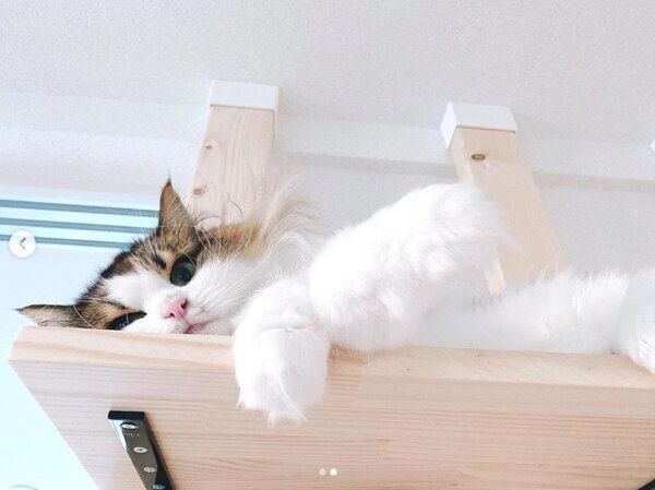 キャットステップでまったりする、まーこちゃん