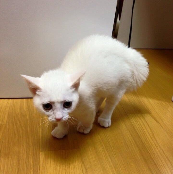 小さい頃の怒ったうにくん